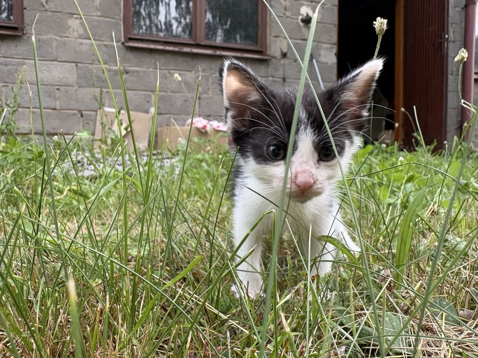 Fiołek szuka domu pokochaj
