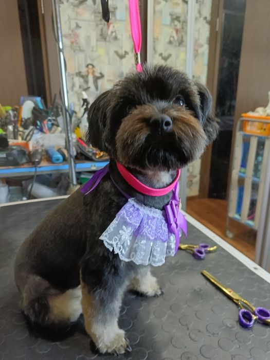 Хортицкий район. Стрижки собак и кошек. .