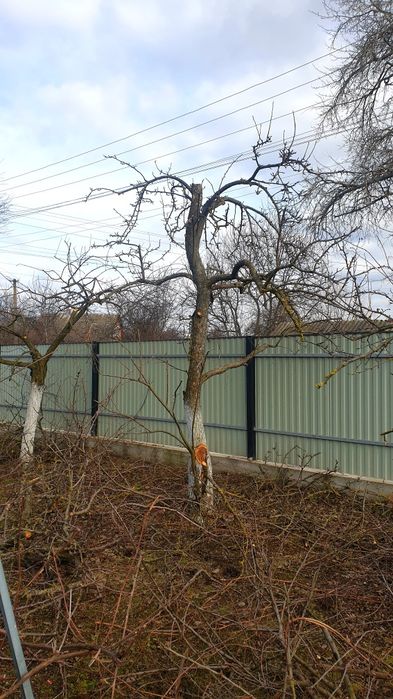 Обслуговування ділянок. СПИЛЮВАННЯ дерев. СКОШУВАННЯ трави тощо.