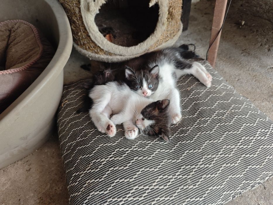 Gatinhos para dar