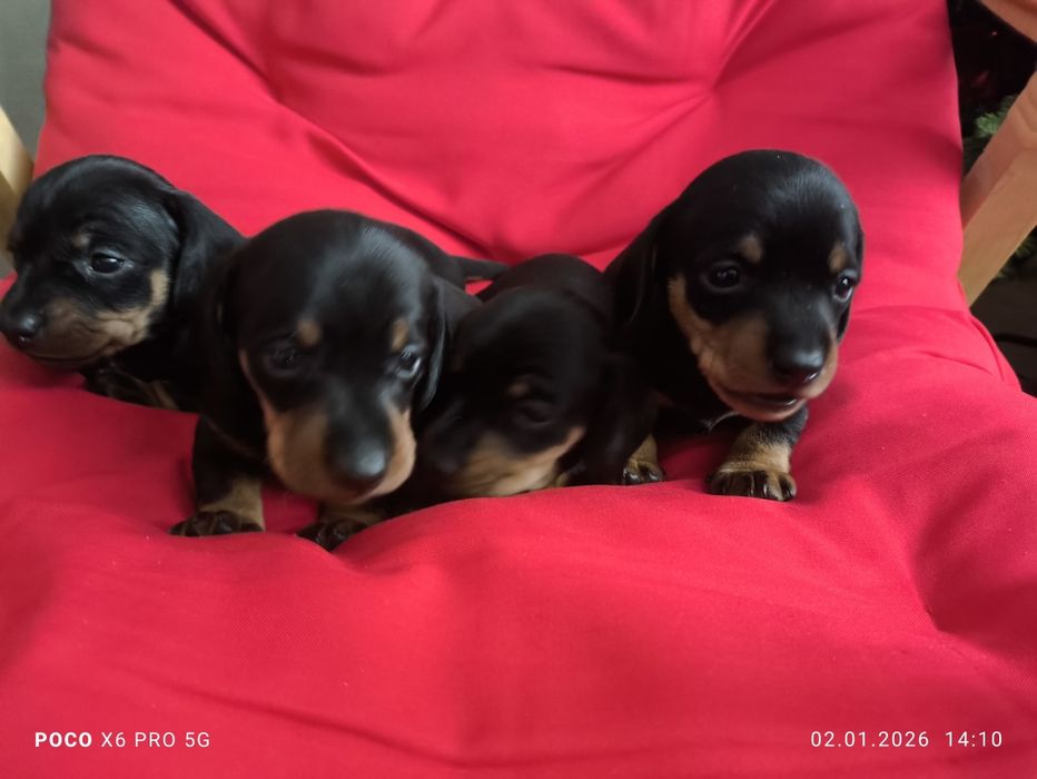 Чистокровні цуценята такси