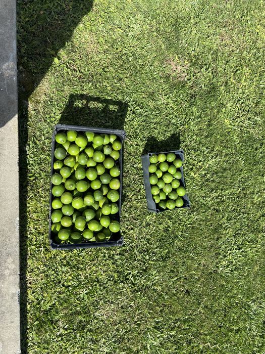 Limas Citrinos…
