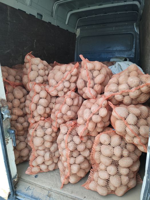 Ziemniaki jadalne Bellarosa, Baltic-rosa