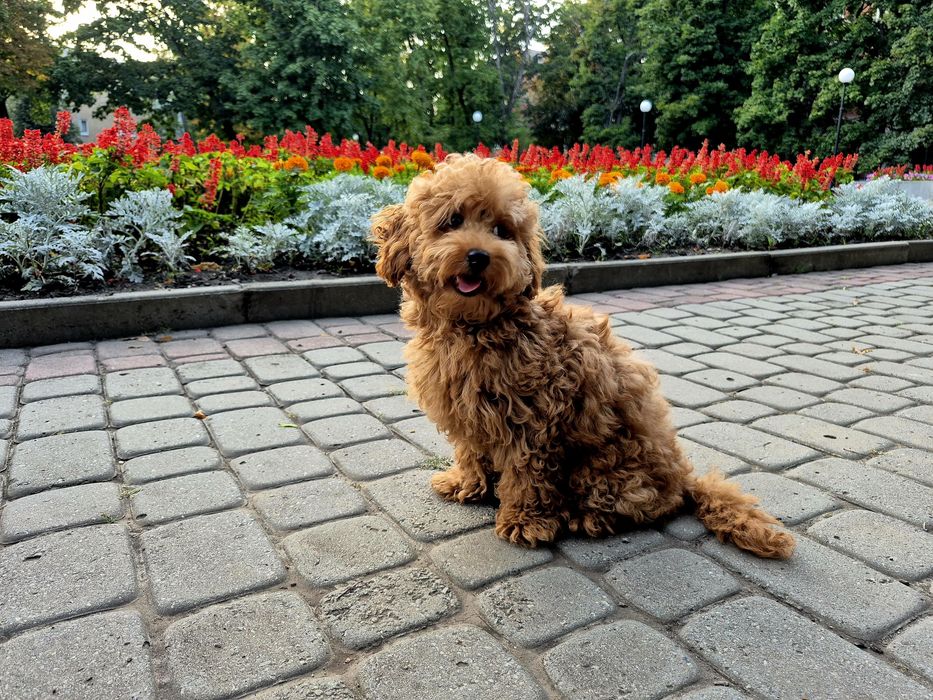 Тойчик, 5 місяців