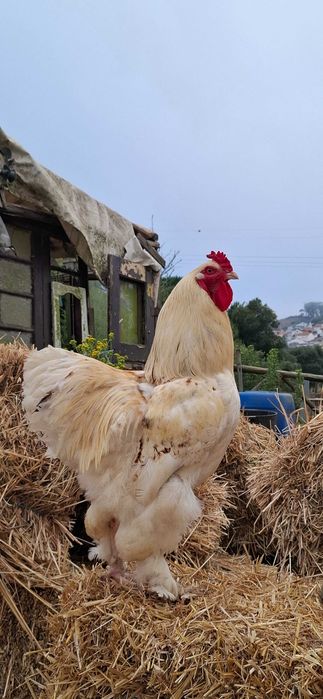 Ovos de galinha caseiros