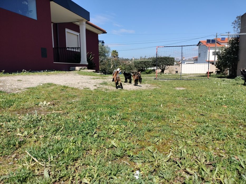 Vendo cabras anãs
