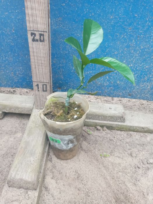 Мандарин-Апельсин- Кумкват- Клементин -Лимон -інше