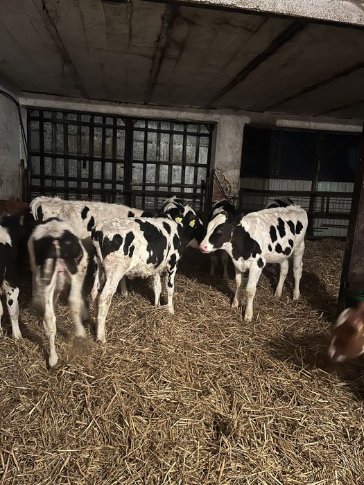 Cielaki żeruny z polskiej hodowli