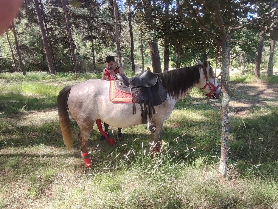 Egua lusoarabe com livro verde