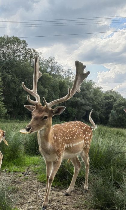 Daniele byki porcelana