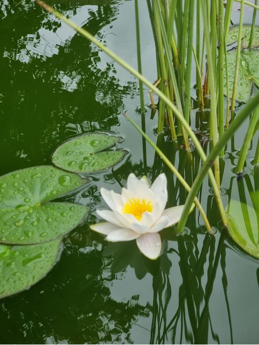 Продам дачу в живописном месте