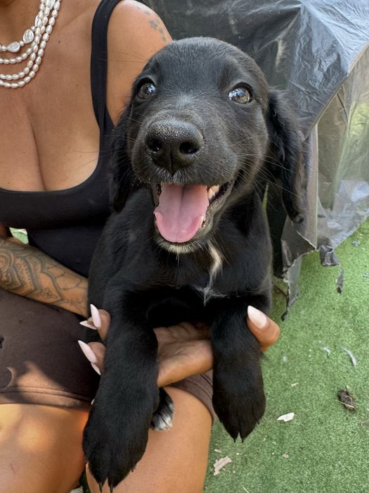 Animais para adoção