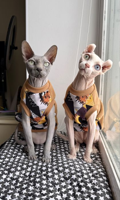 Одяг на сфінкса, флісові кофтинкита комбінезони