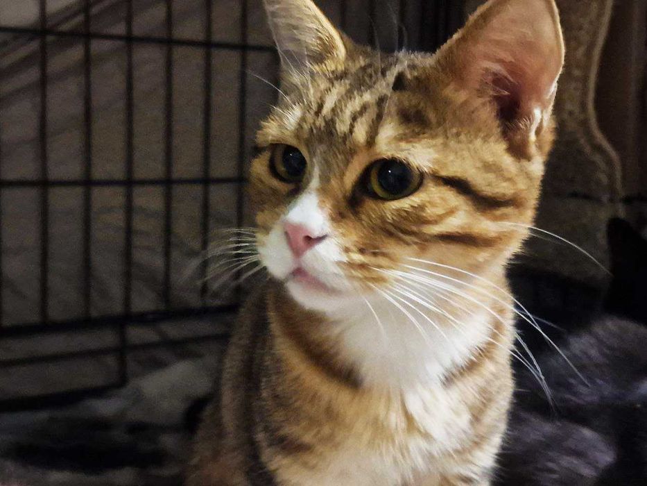 Дуже ніжна чарівна киця Моніка шукає дім 1 р стерилізована кішка кошка