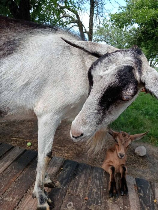 Продам козу Житомирська область ціна 3000