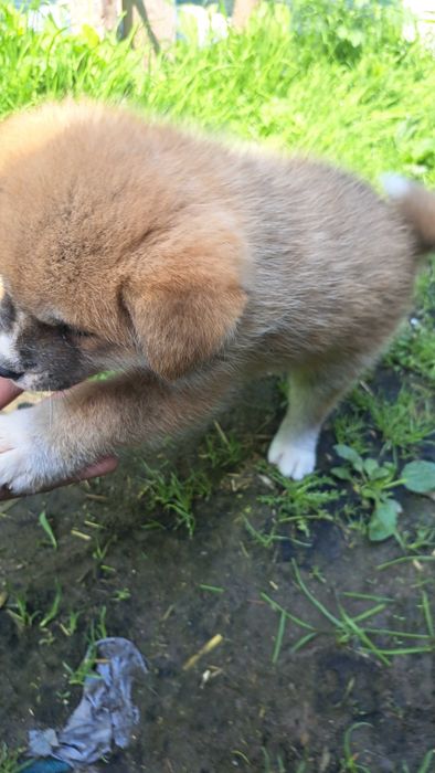 Akita inu piesek