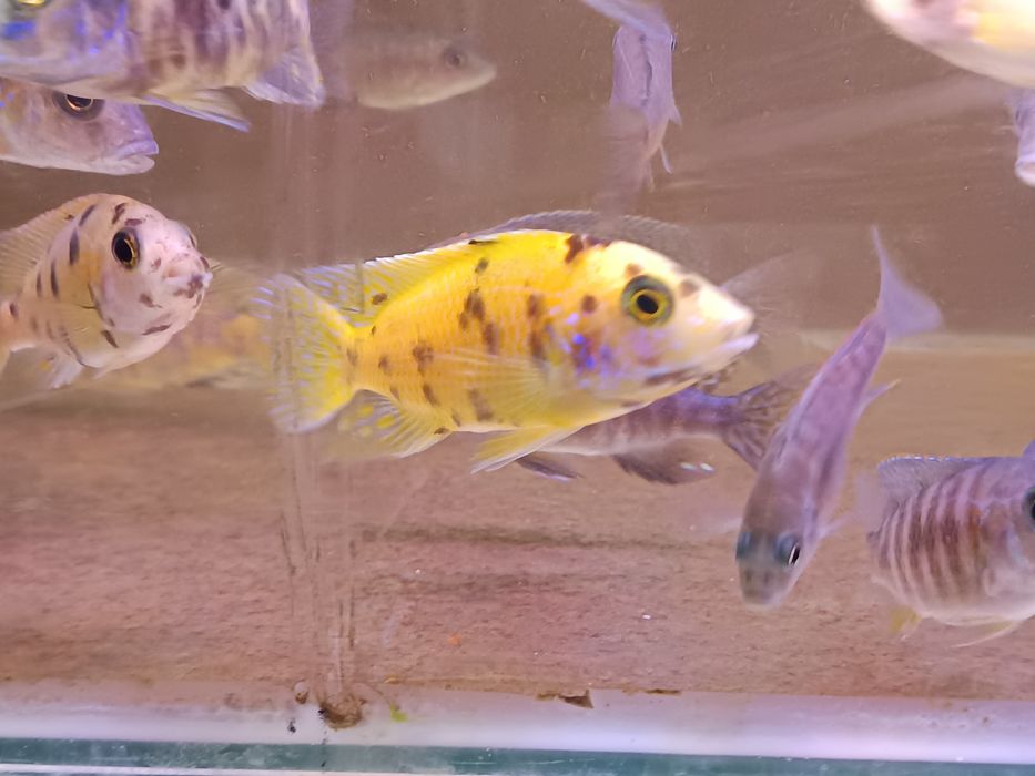 Tenho para venda aulonocaras