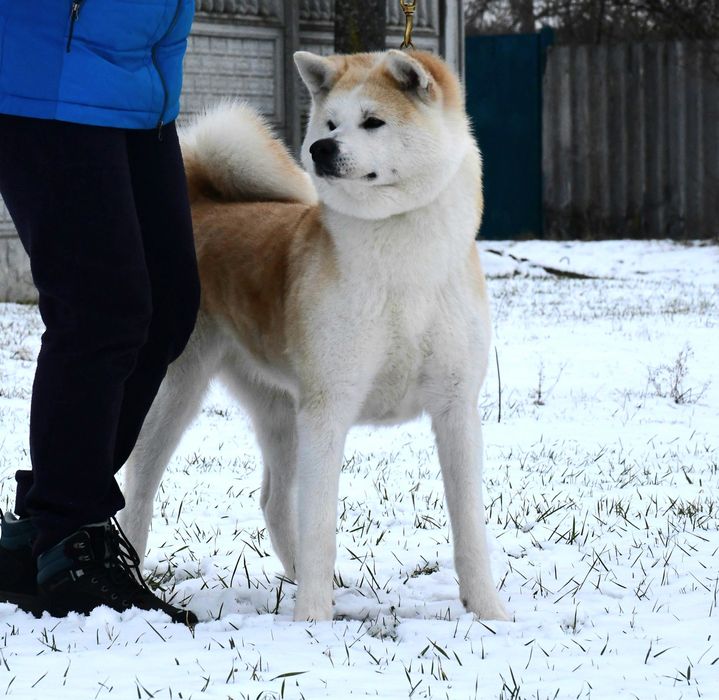Продажа или совладение, сука Акита ину.