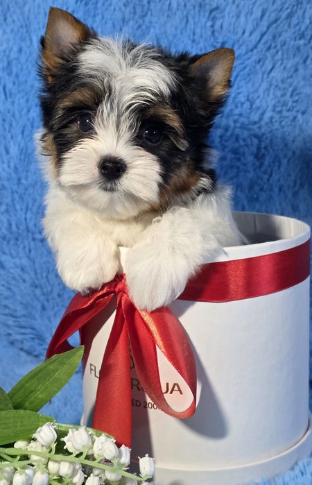 Хлопчик бівер йорк. КСУ.