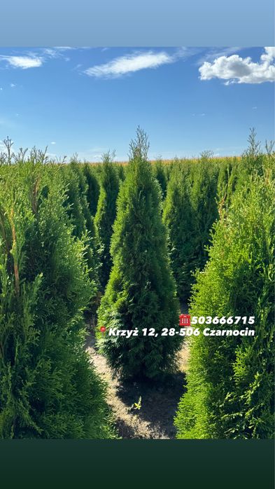 Gęsta Tuja Szmaragd 160-170cm Producent Dostawa Sadzenie