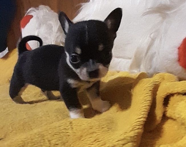 Чудесные малыши Чихуахуа