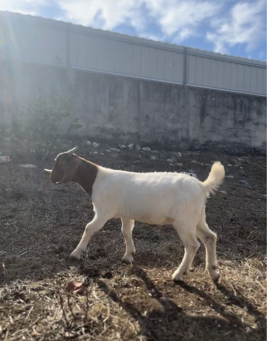 Cabrito Boer Puro