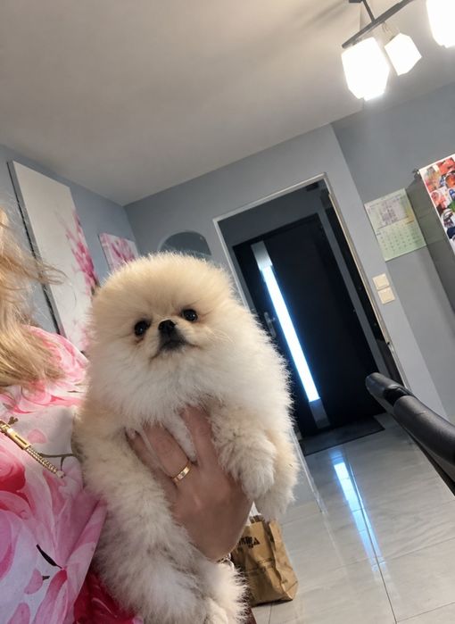 Suczka pomeranian  typ misia