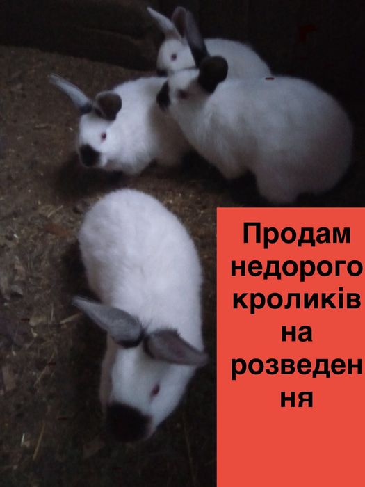 Продам недорого кроликів кролика