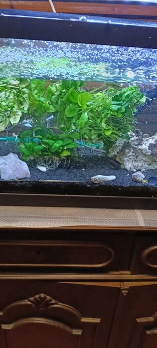 Anubias vários pés