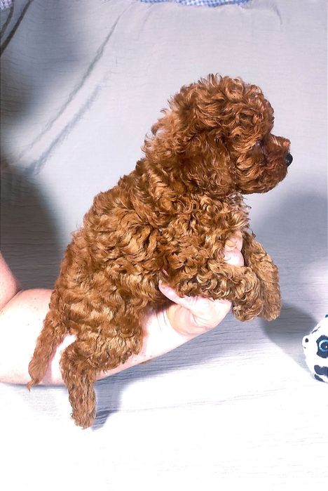 Той Пудель Ред Браун з документами клубу