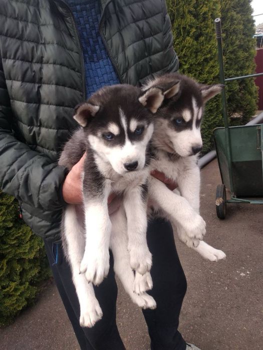 Продам цуценят Хаскі