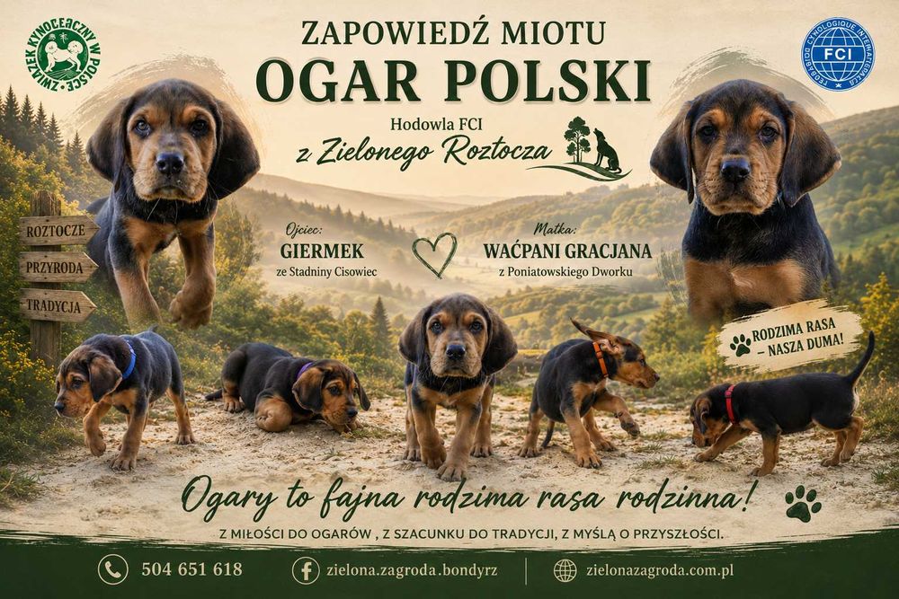 Ogar polski ZKwP - zapowiedź miotu