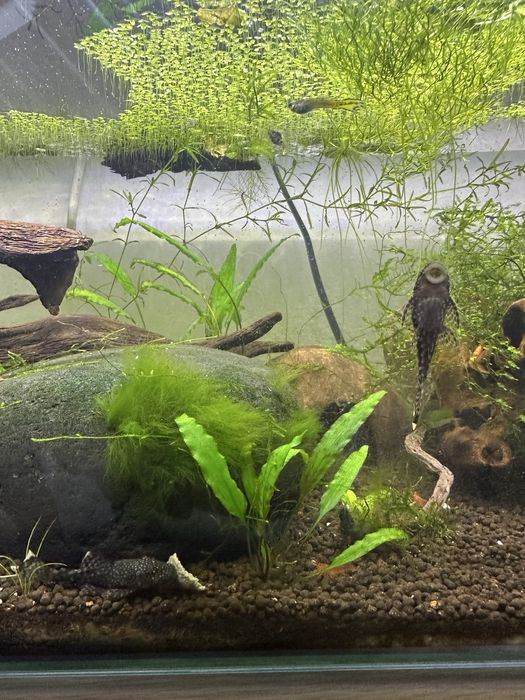 Ancistrus sp 5/6cm