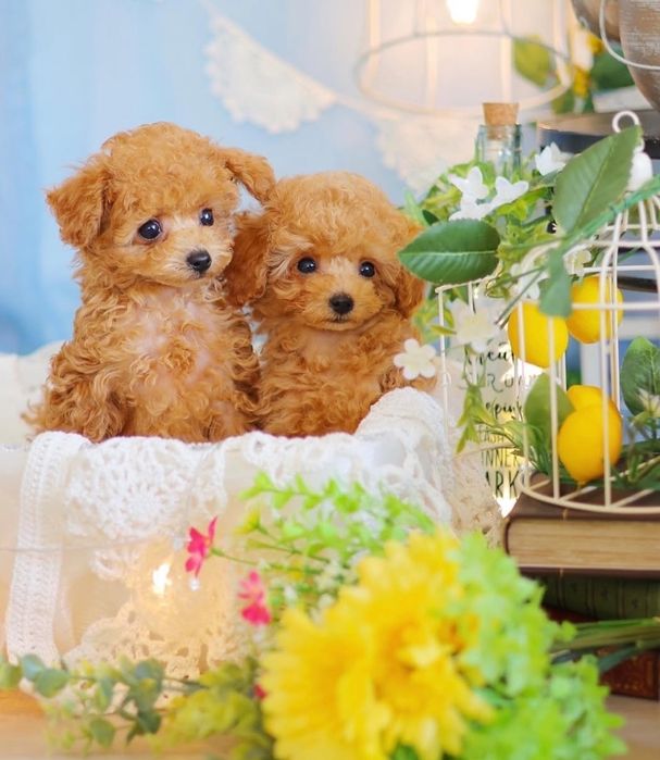 Той пудель дівчата супер красуні