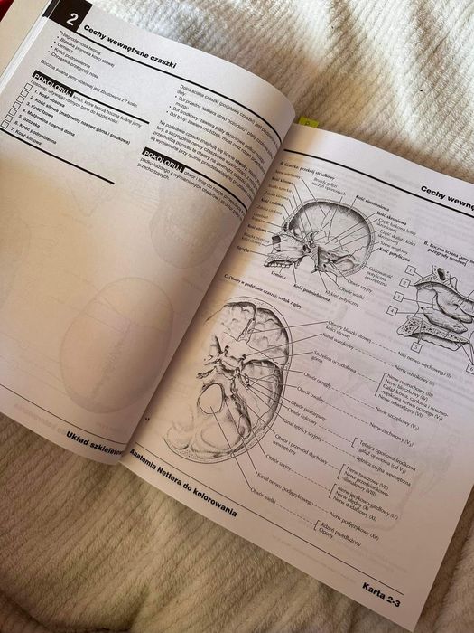Anatomia Nettera do kolorowania