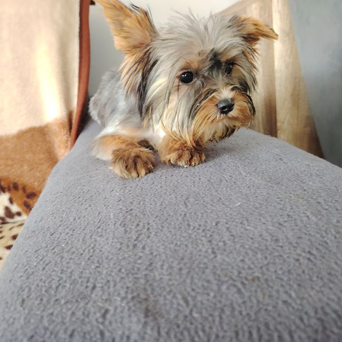 York szczeniak piesek