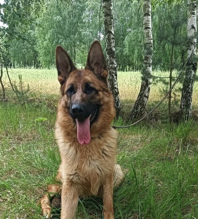 Suczka owczarka niemieckiego krótkowłosego  pilne