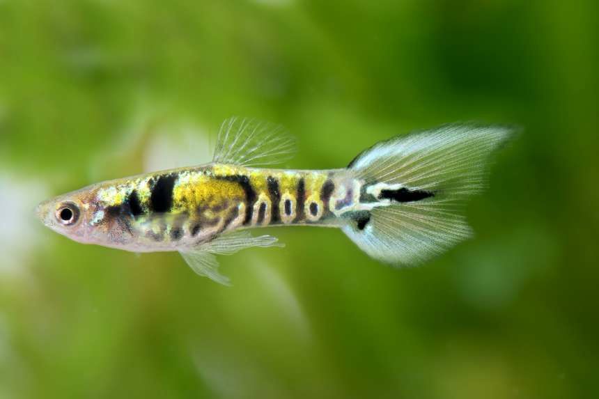 Guppys Endler Tiger