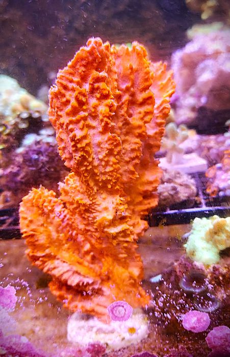 Stylotella Aurontium. Morskie