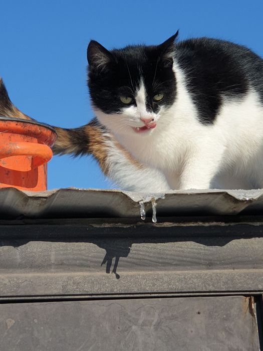 Котёнок мальчик 4 мес