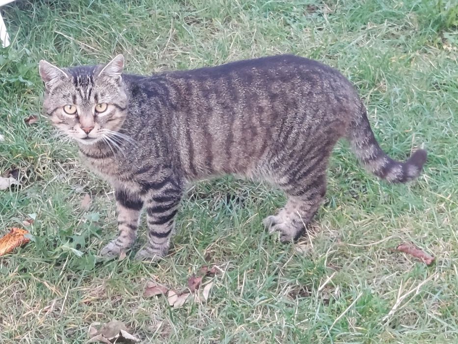 Кіт в добрі руки