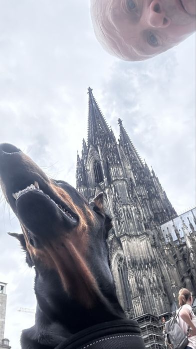 Дрессировка и выгул собак