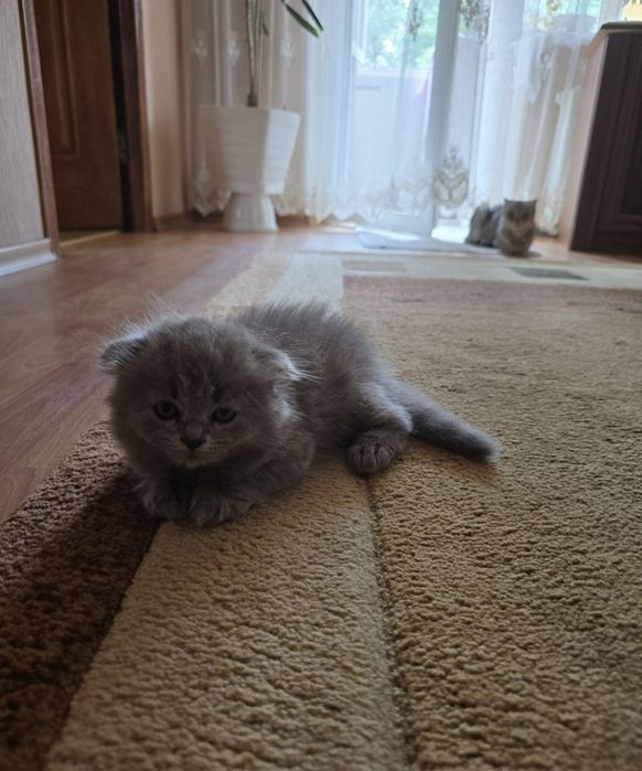 шотландське кошеня сина вовчіка