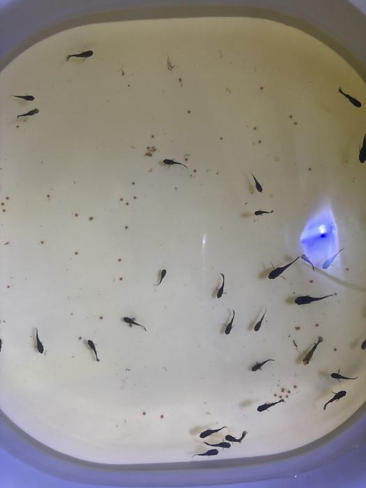 Peixes mollys pretos