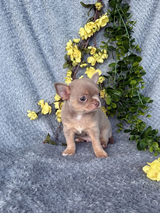 Excecional mini cor rara menino Isabella Chihuahua/Chiuaua.LinhagemRussa,Qualidade