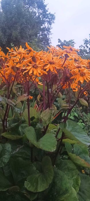 Квіти садові. Лігулярія/язичник канаркова трава та ін.