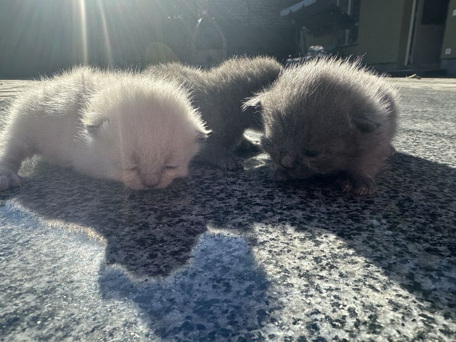 Візьму бронь на кошеня