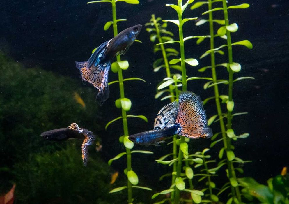 Przepiękny czerwony weloniasty Gupik Metal Red Nebula dorosły samiec