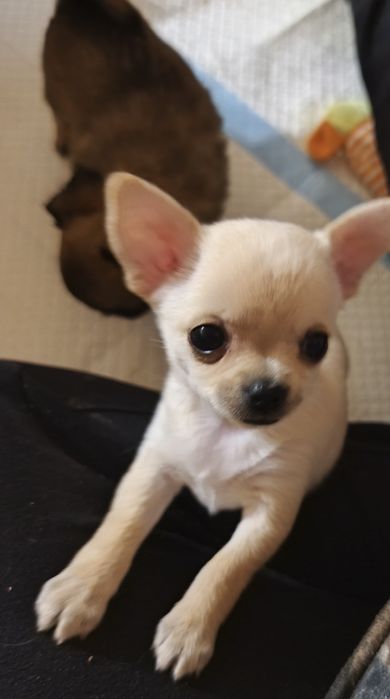 Piękna mała chihuahua