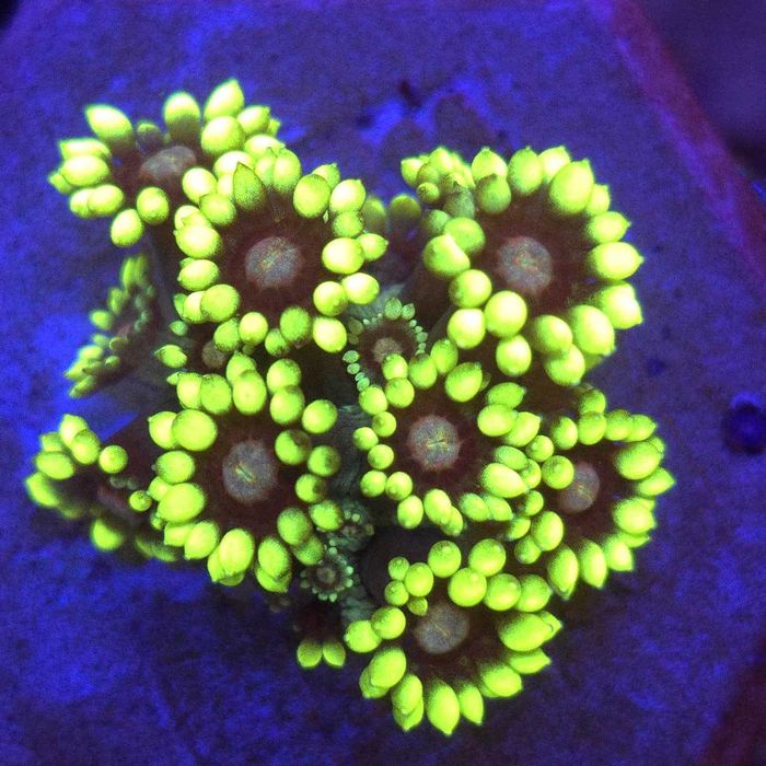 Goniopora Toxic Yellow Tips – FRAG - LPS - koralowce Kingdom of Corals